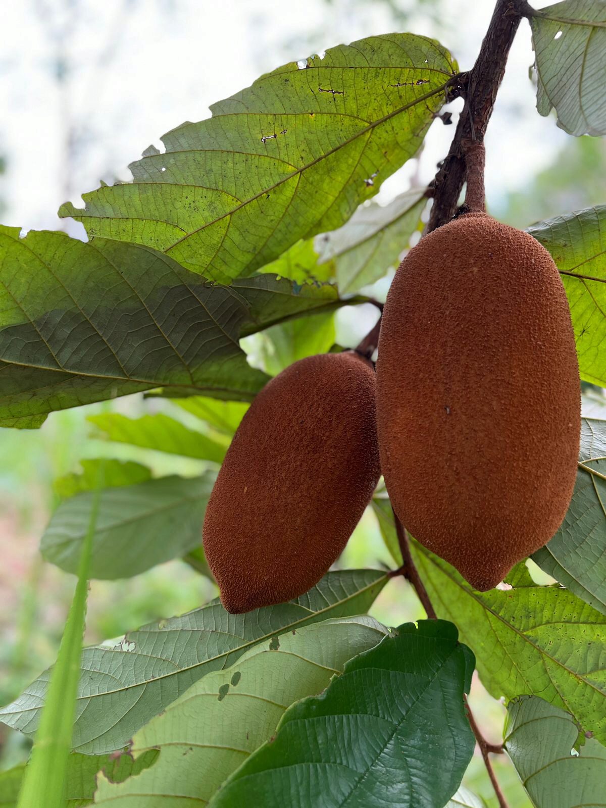 Natura realizó la primera exportación a Brasil de manteca de copoazú  cultivada en la Amazonía colombiana - Centro RS